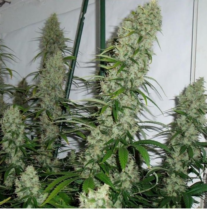 Сорт марихуаны Amnesiya/ амнезия