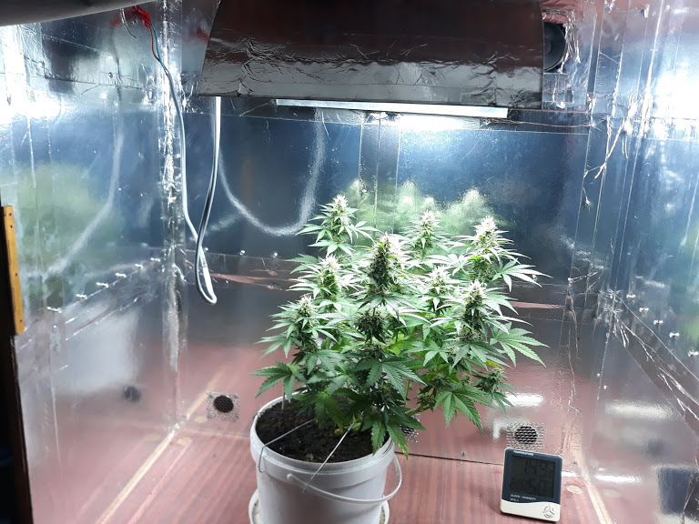 sour diesel.jpg