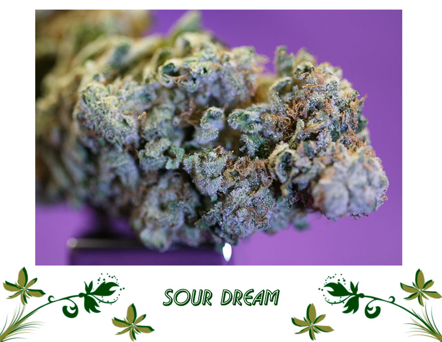 SOUR DREAM сорт