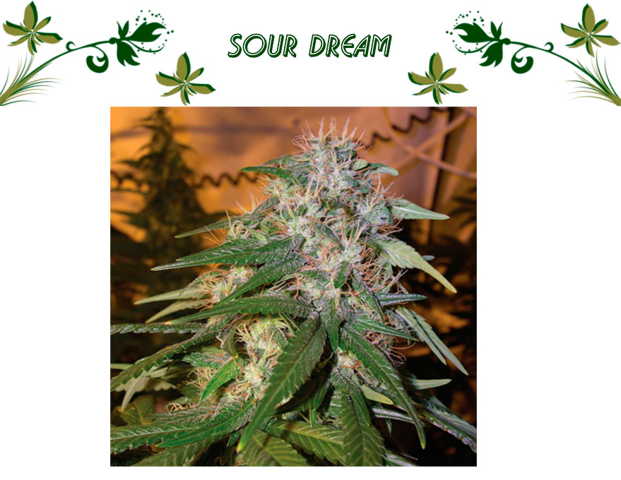 SOUR DREAM
