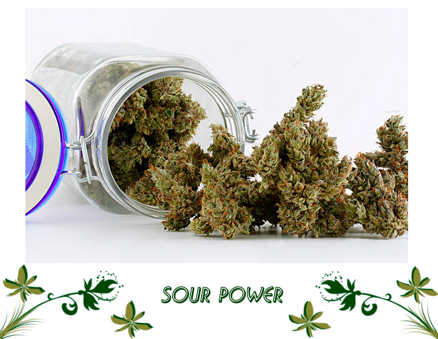 Sour Power сорт