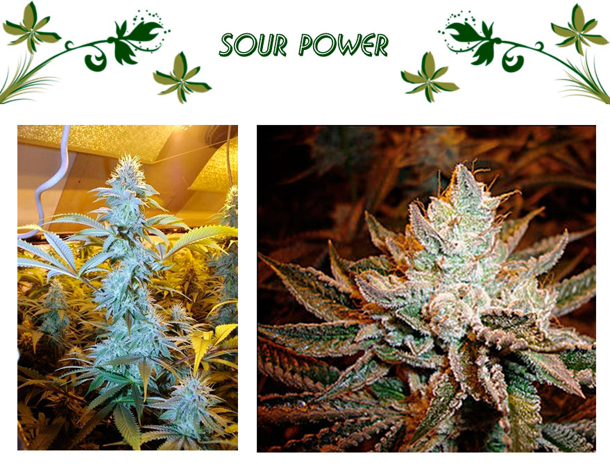 Sour Power