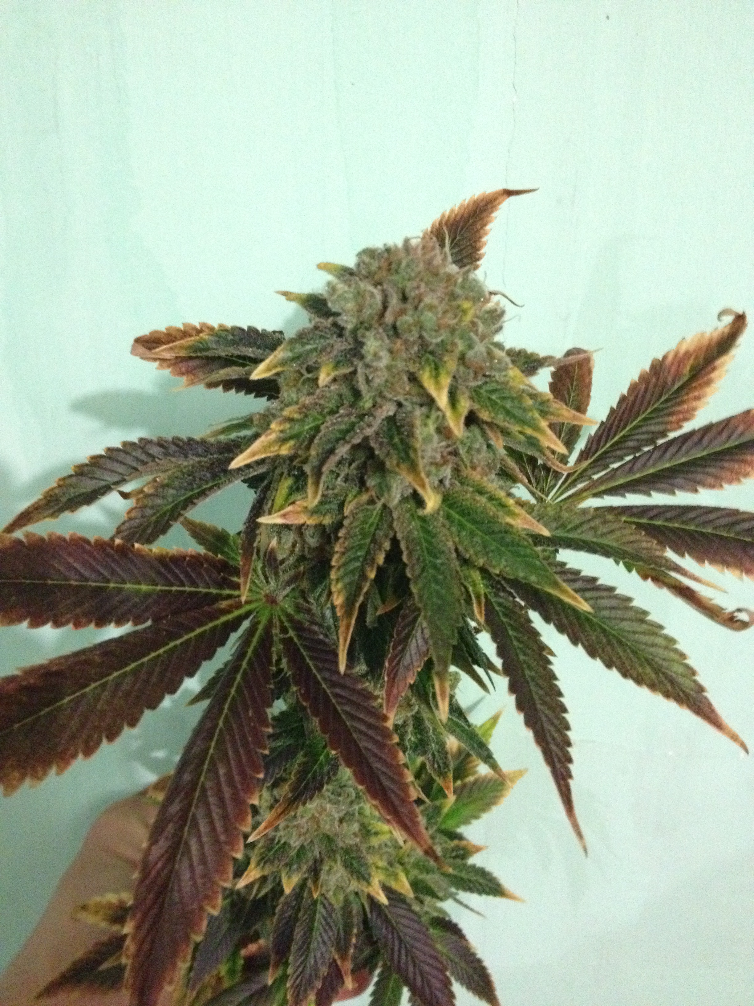 SshkiperKush