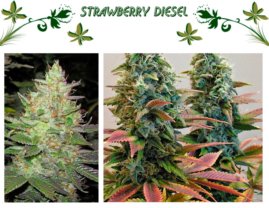 strawberry diesel