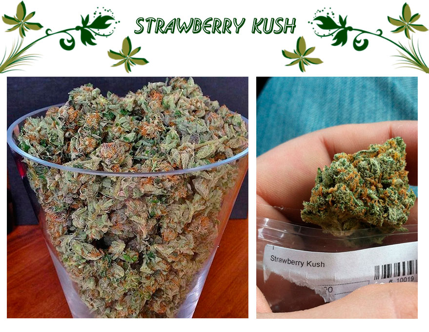 Strawberry Kush