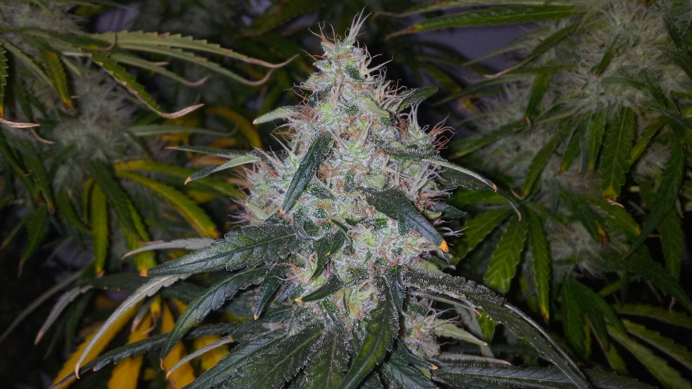 Strewberry Lemonade 55D 12\12