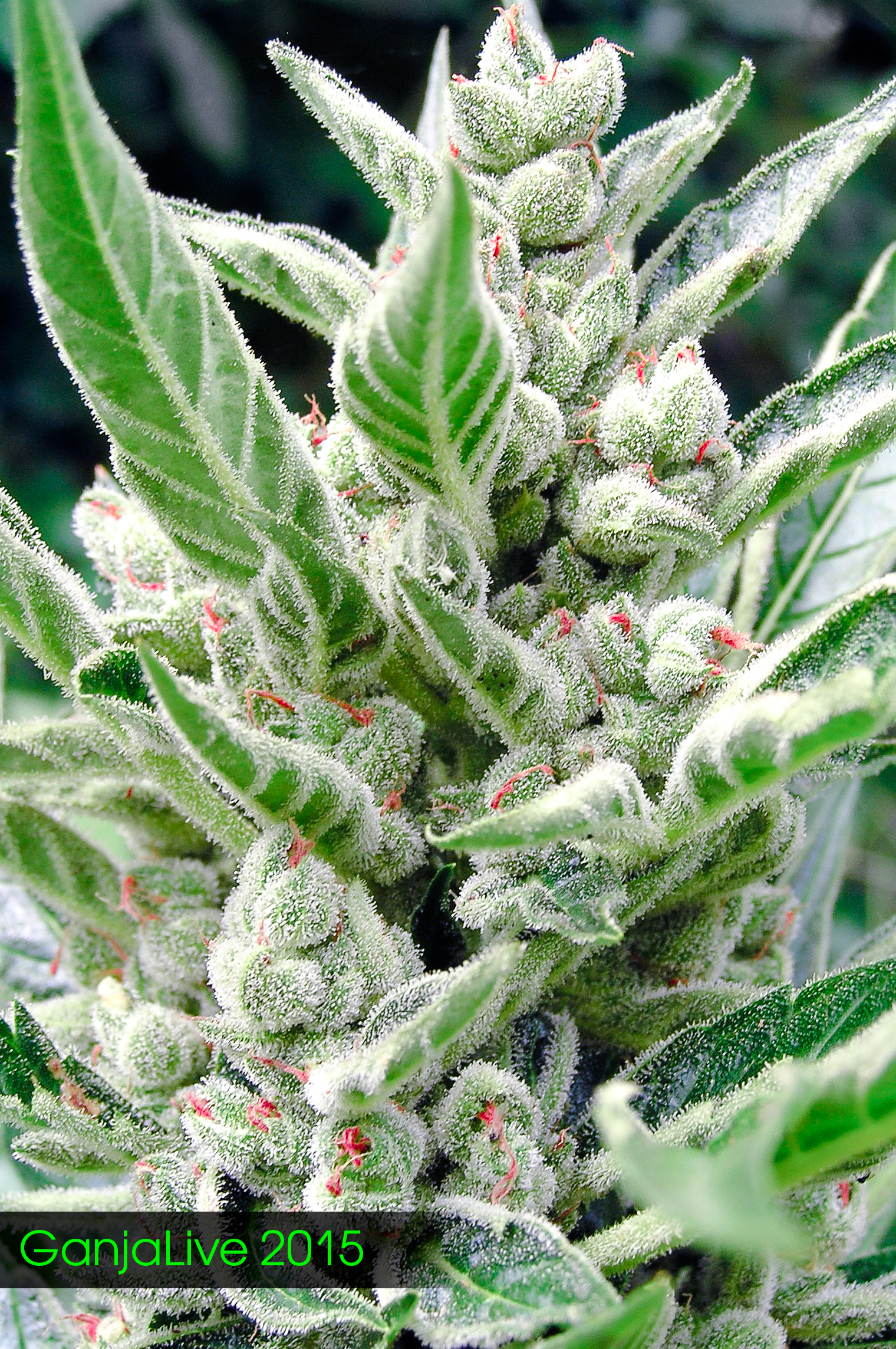 Sugar Bud