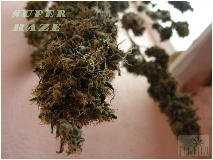 super_haze_dp