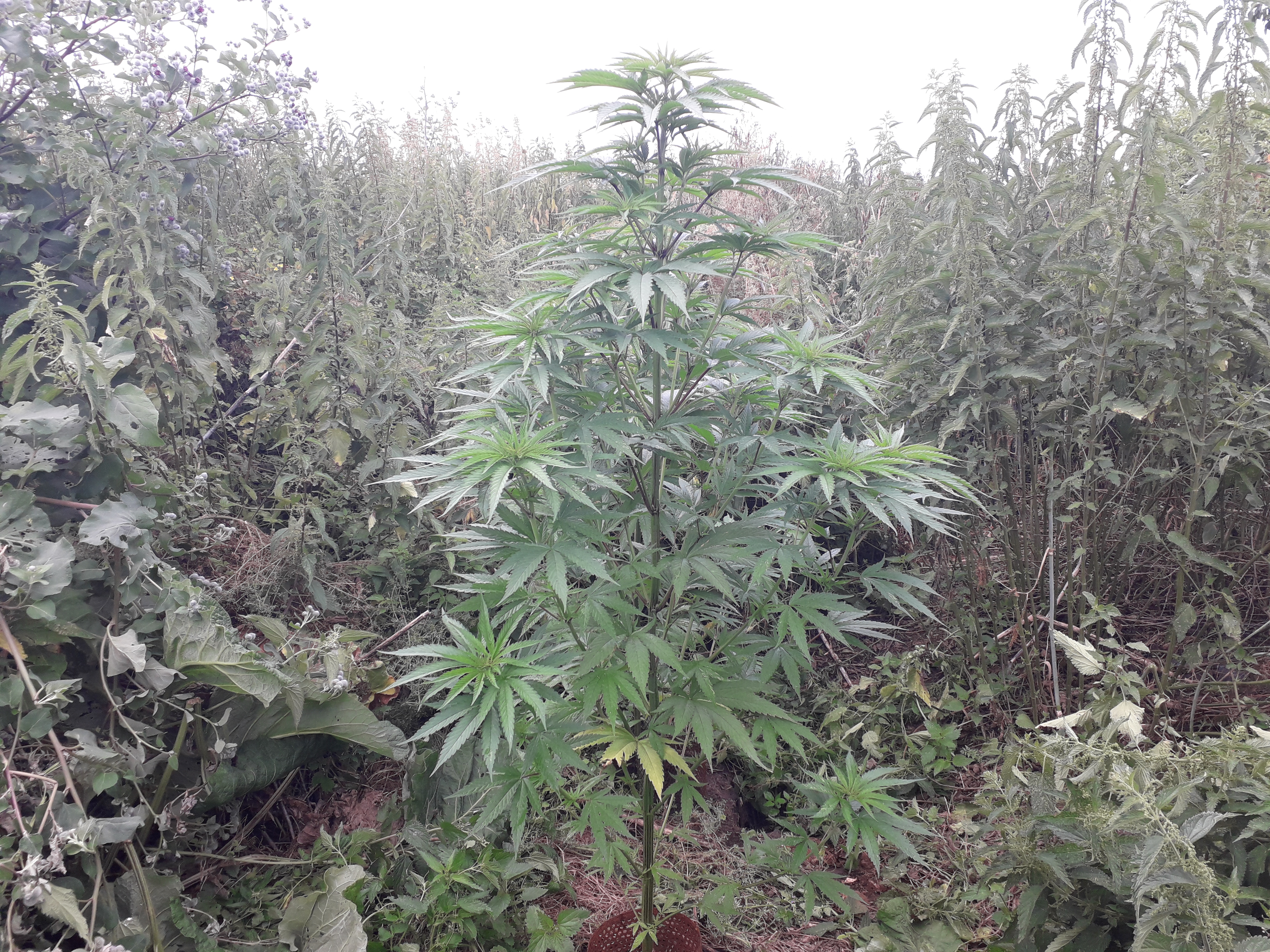 Sweet seeds F1 FV