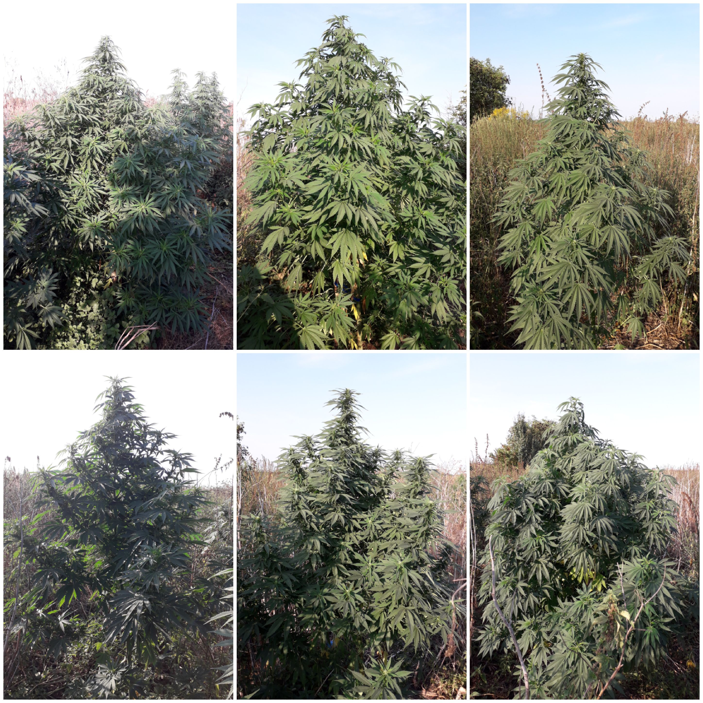 Sweet seeds F1 FV .