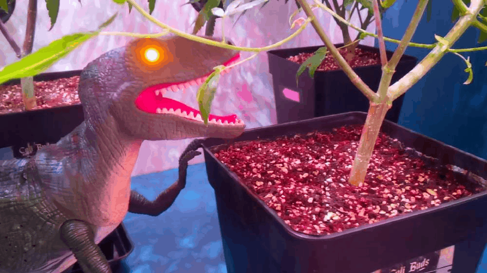 T - REX
