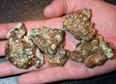 tampa sclerotium small