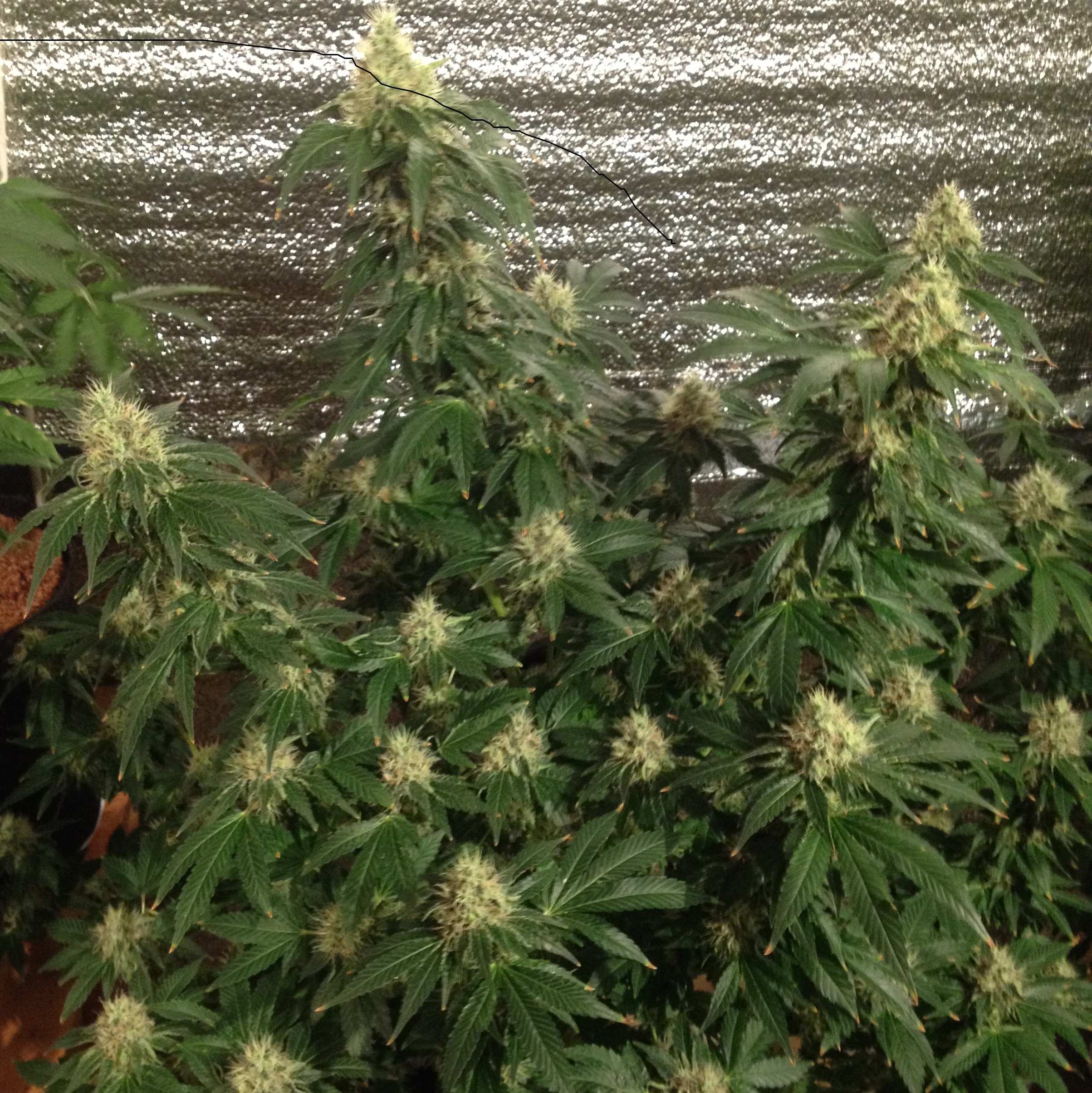 Tangerine Dream (Barney*s farm)