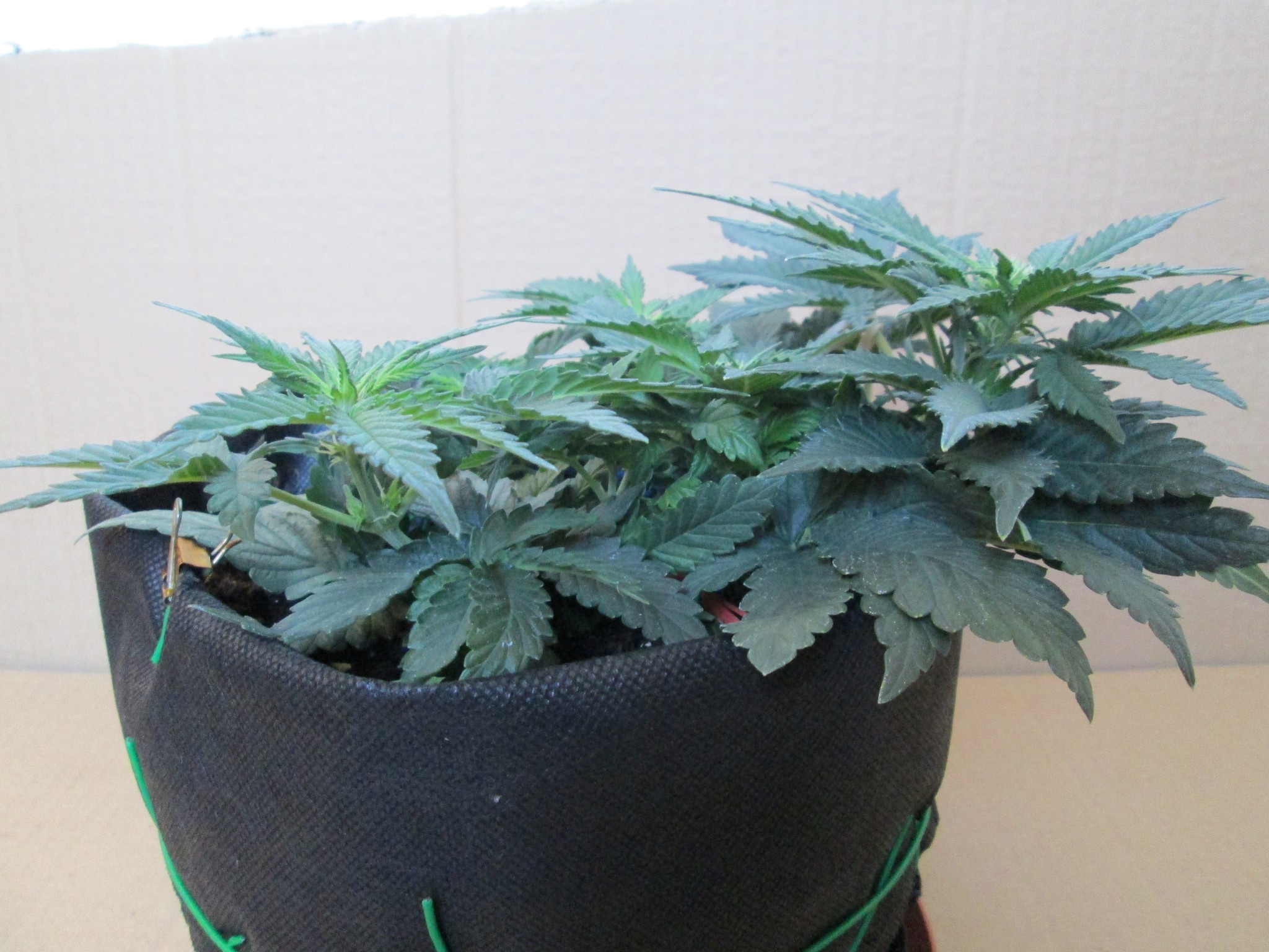 Tangie'matic 01