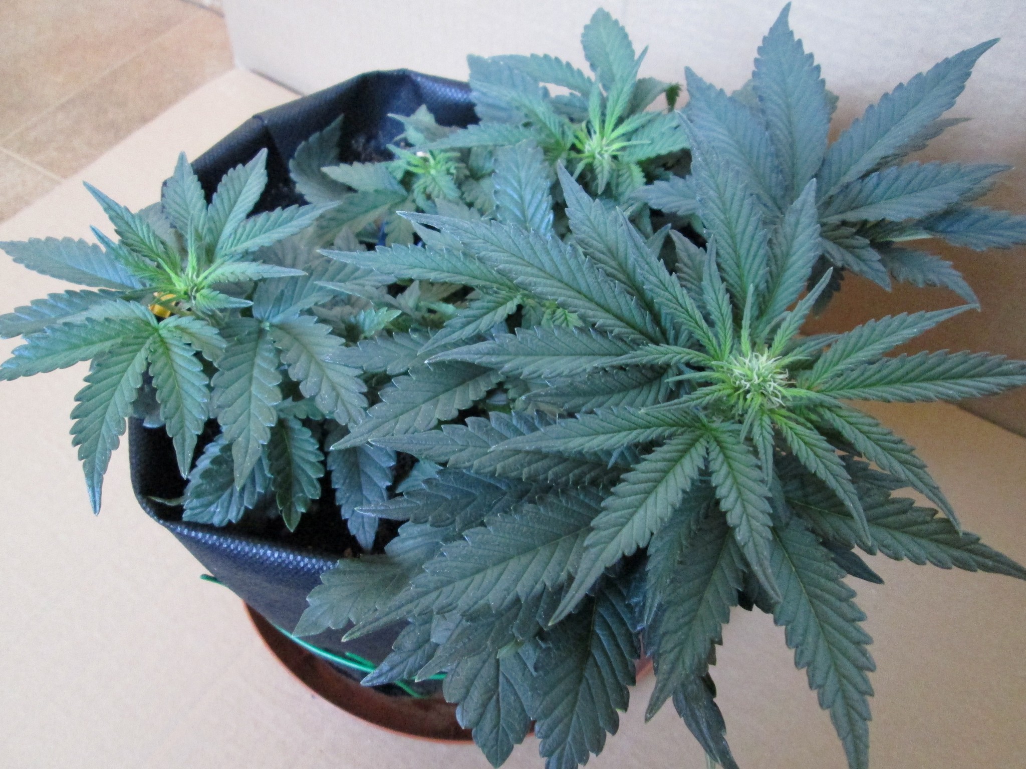 Tangie'matic 02