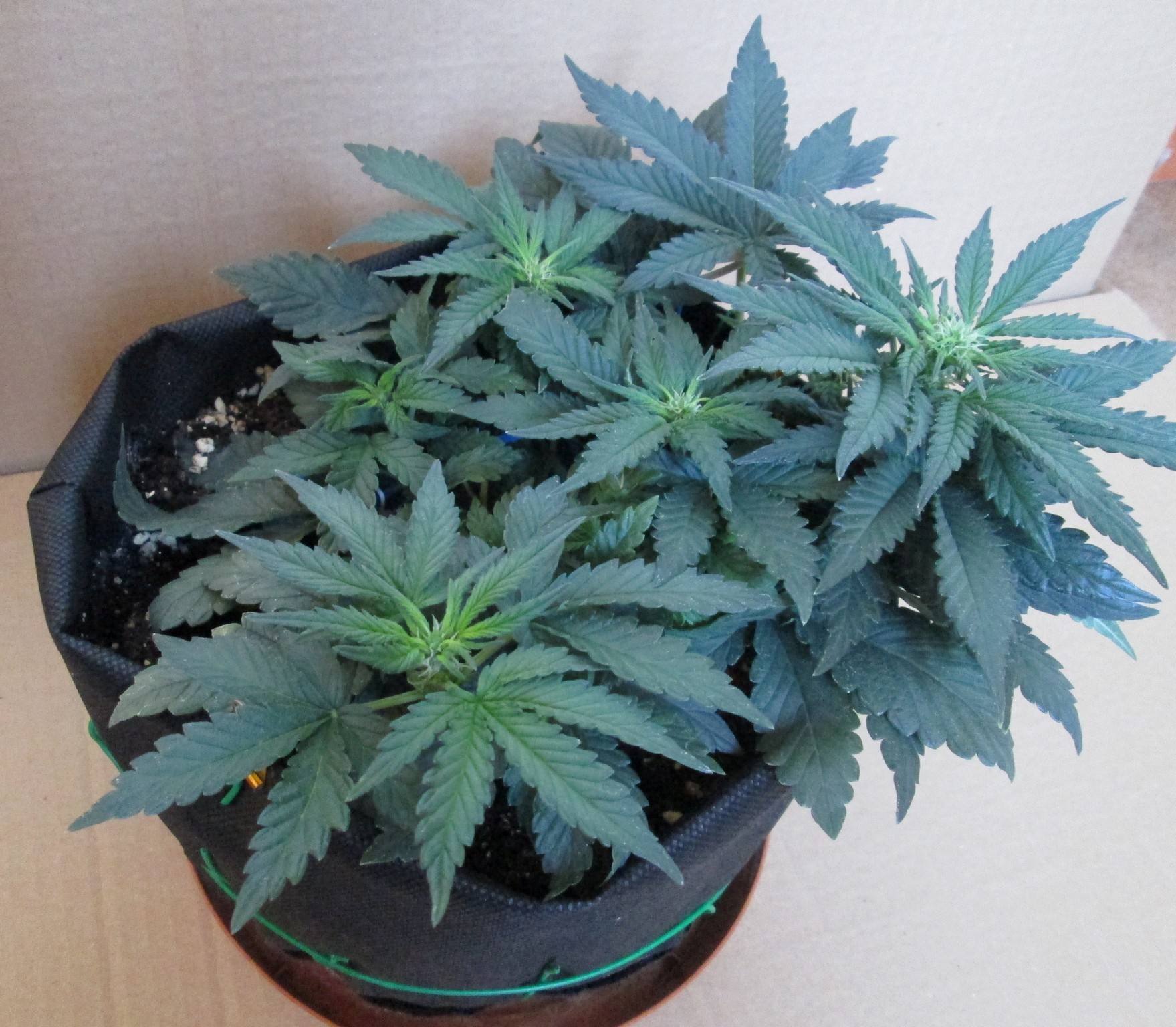Tangie'matic 03