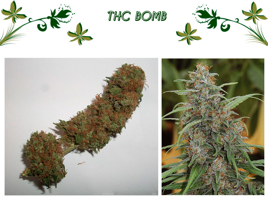 THC Bomb