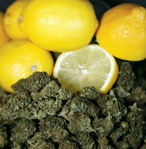 The Mystery Of Lemon 02