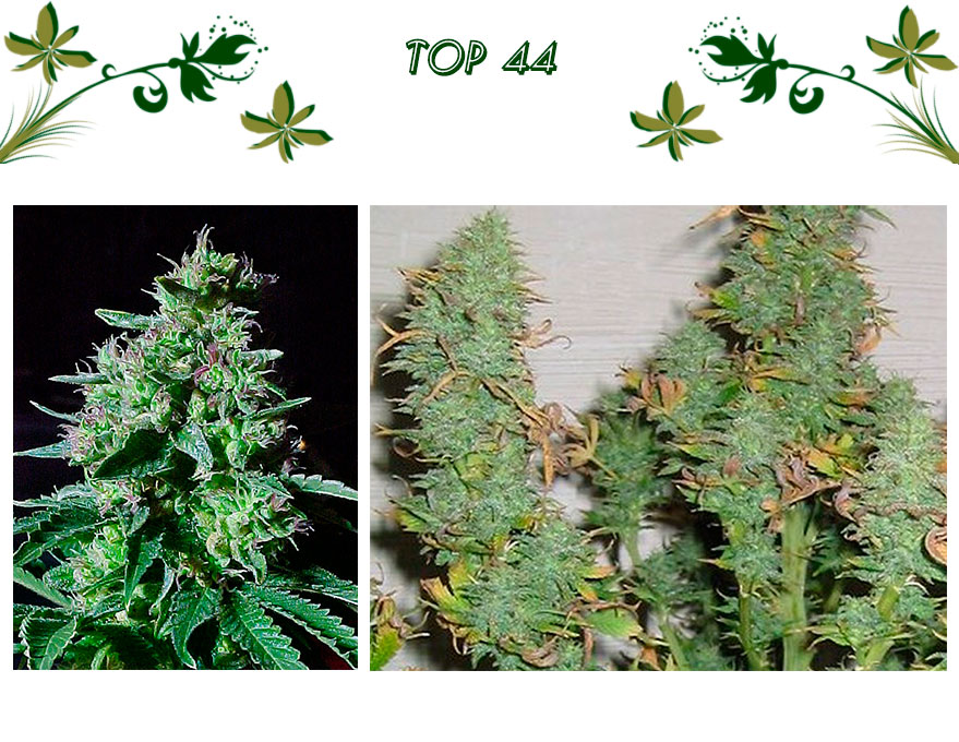 Top 44