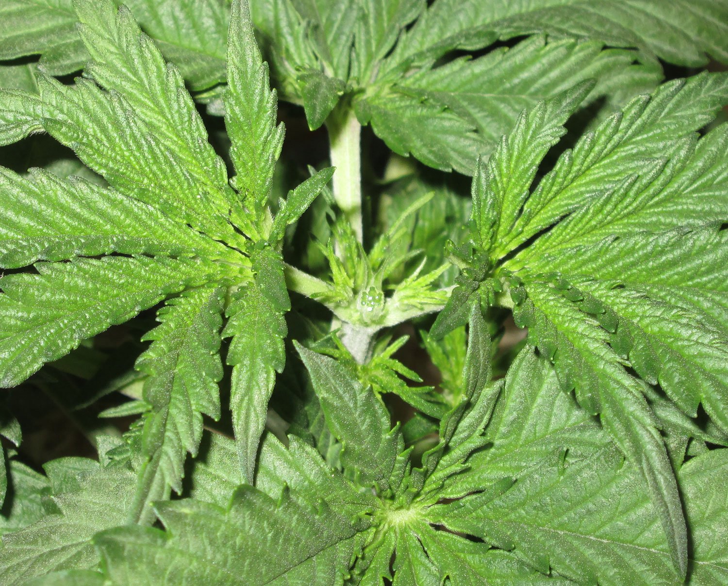 Topped BB