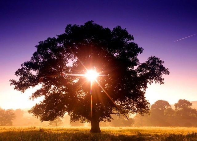 Tree of Life