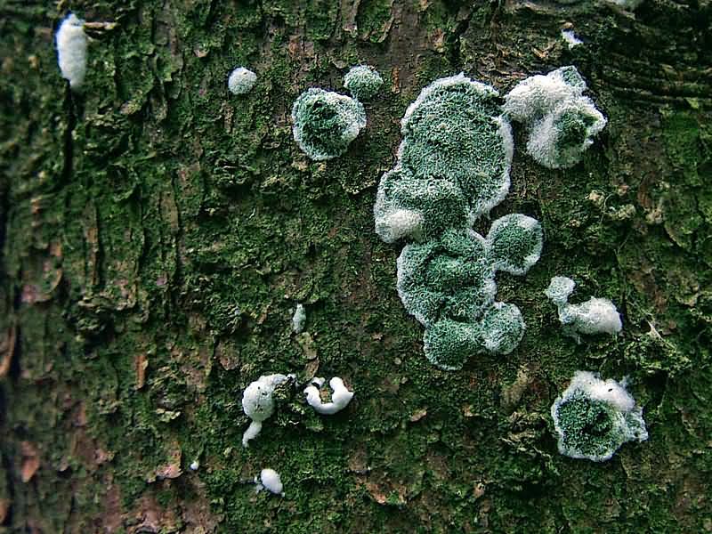 Trichoderma viride 1 JS 20060930