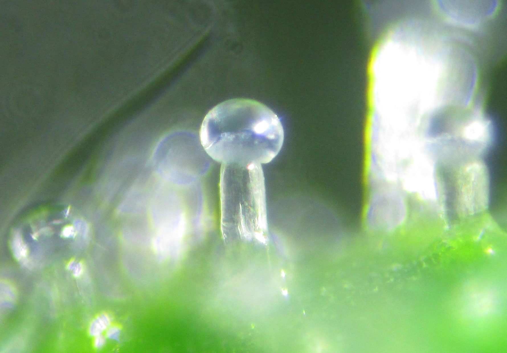 trichoma