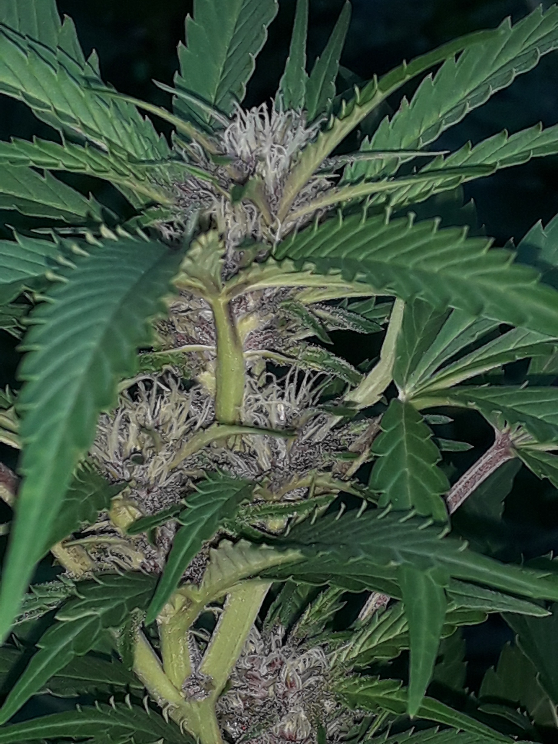 Tropicana Poison FV Sweet Seeds.