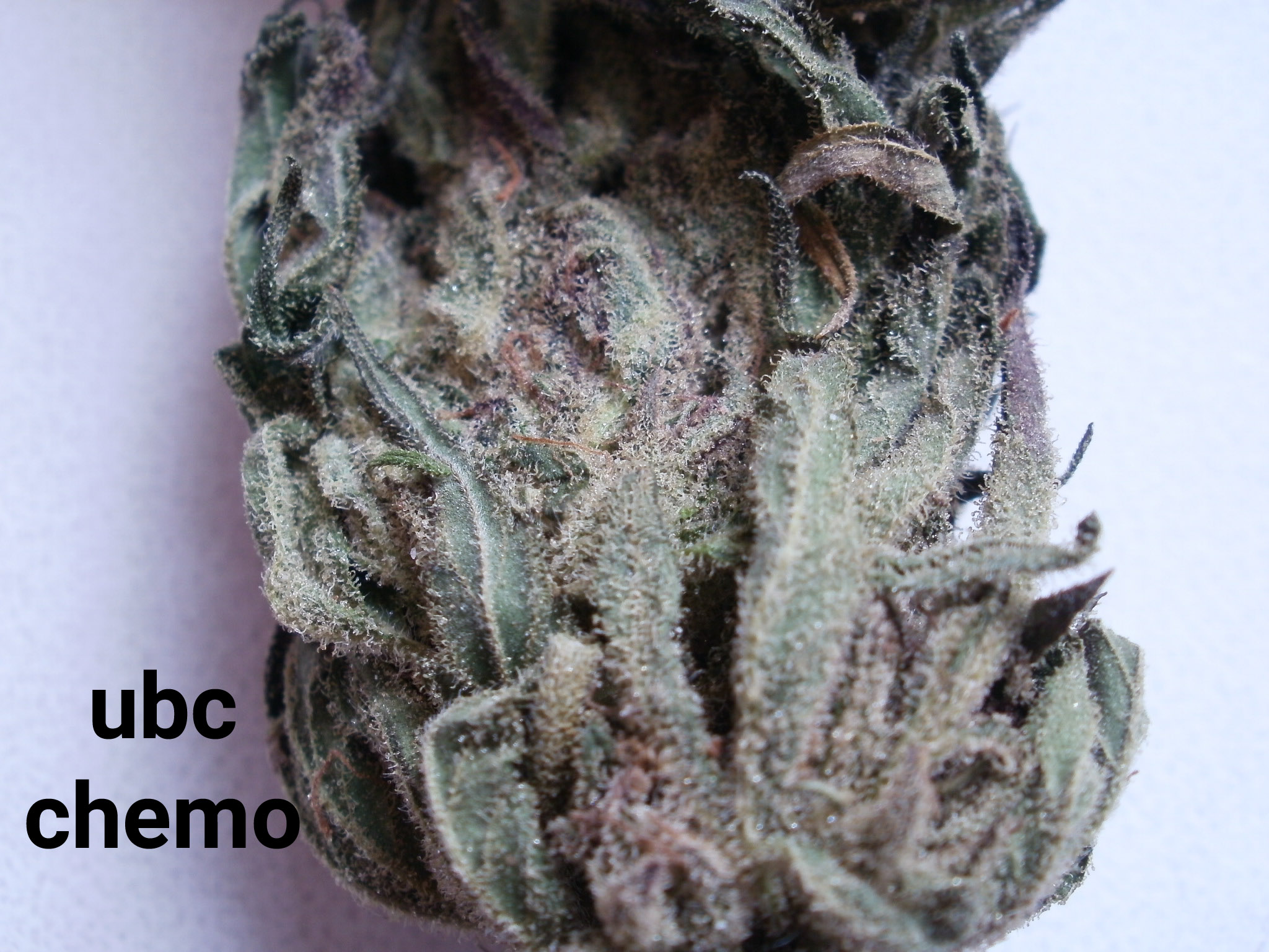 ubc chemo