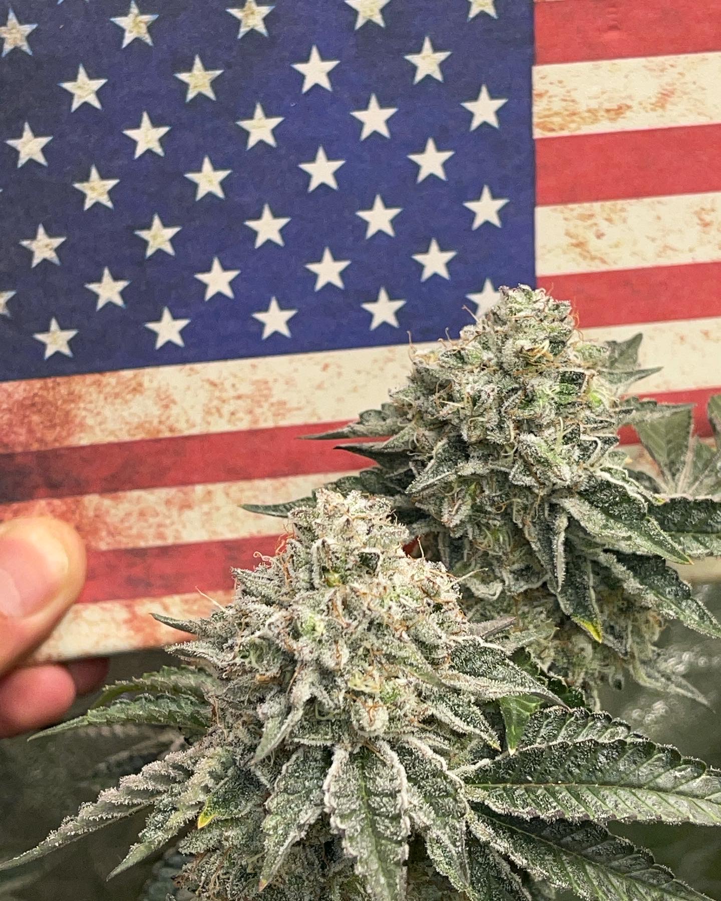 Wedding Cake x Zkittlez Cake