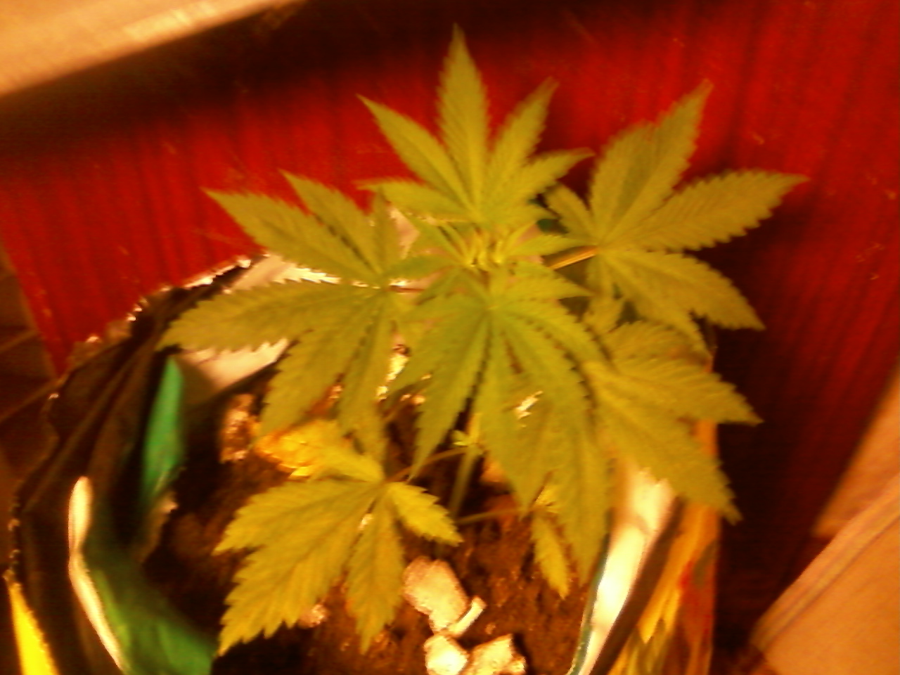 Wembley fem или Super Hash fem