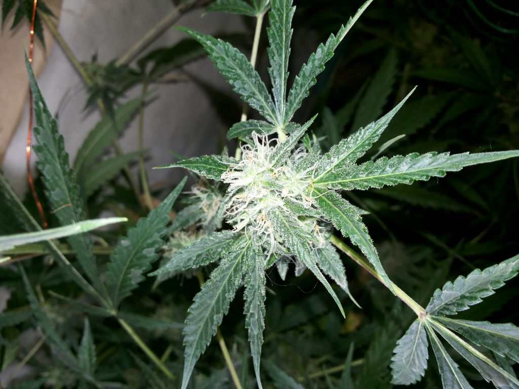 White Dwarf