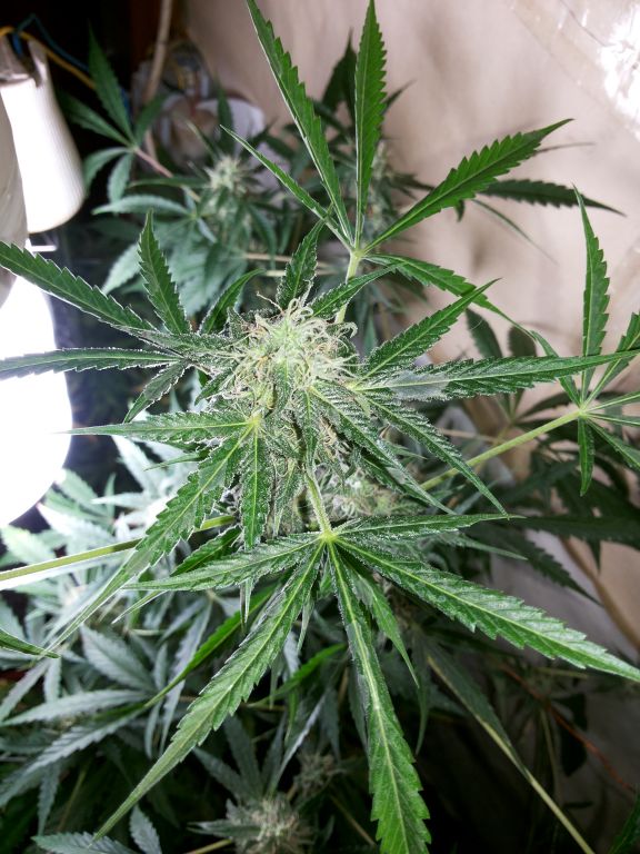 White Dwarf