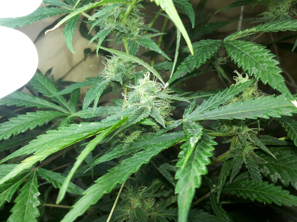 White Dwarf
