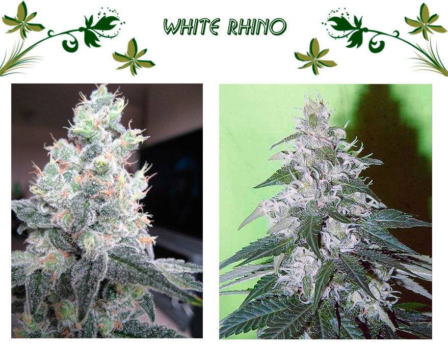 White Rhino сорт