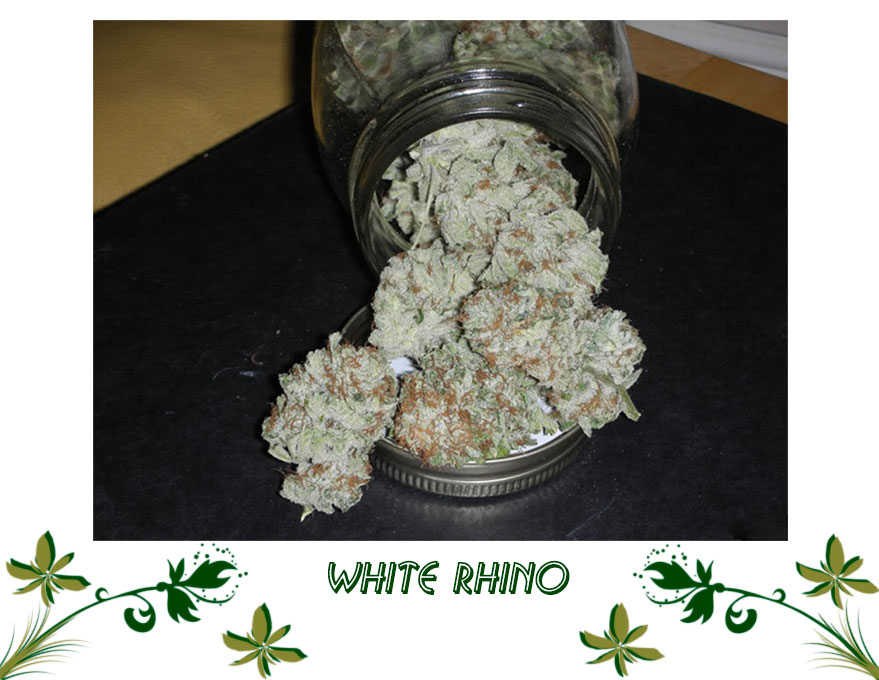 White Rhino