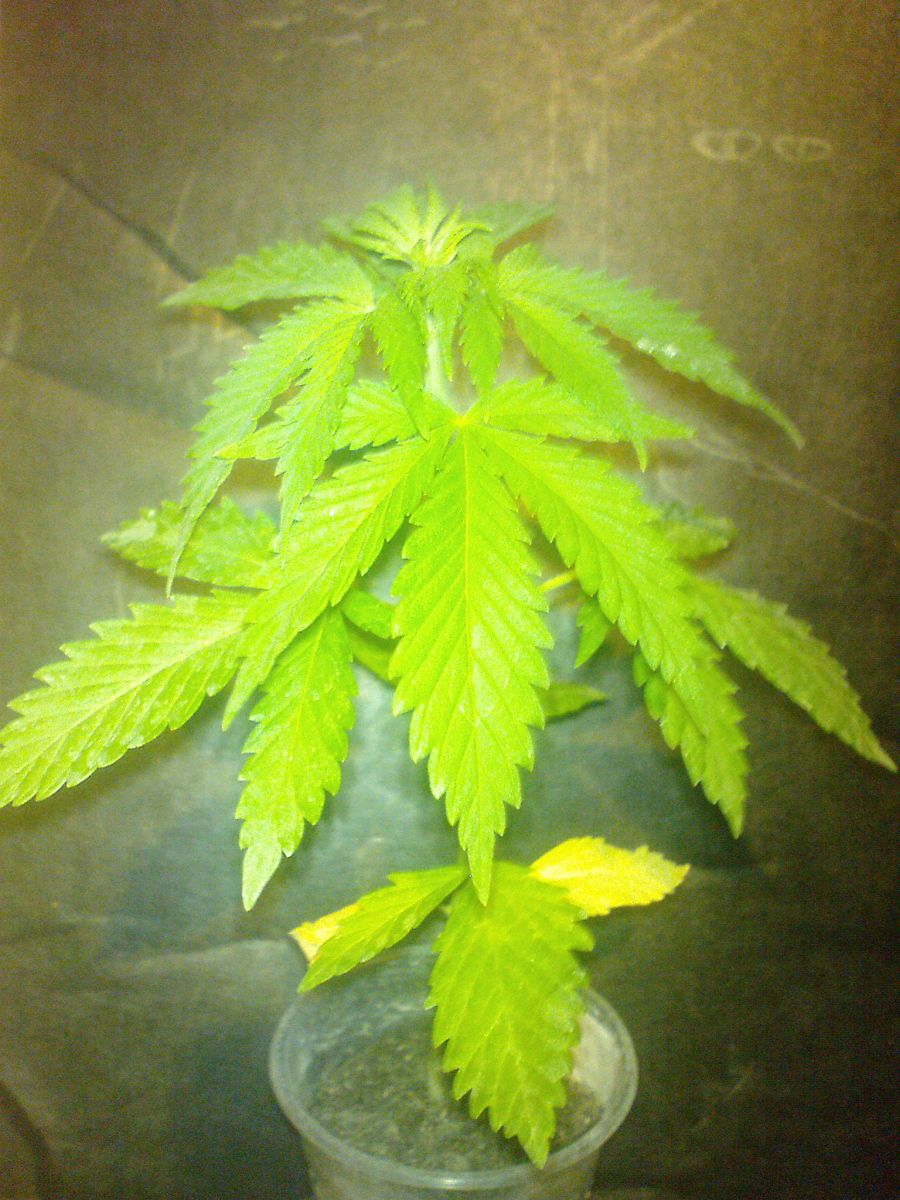 White Russia special1