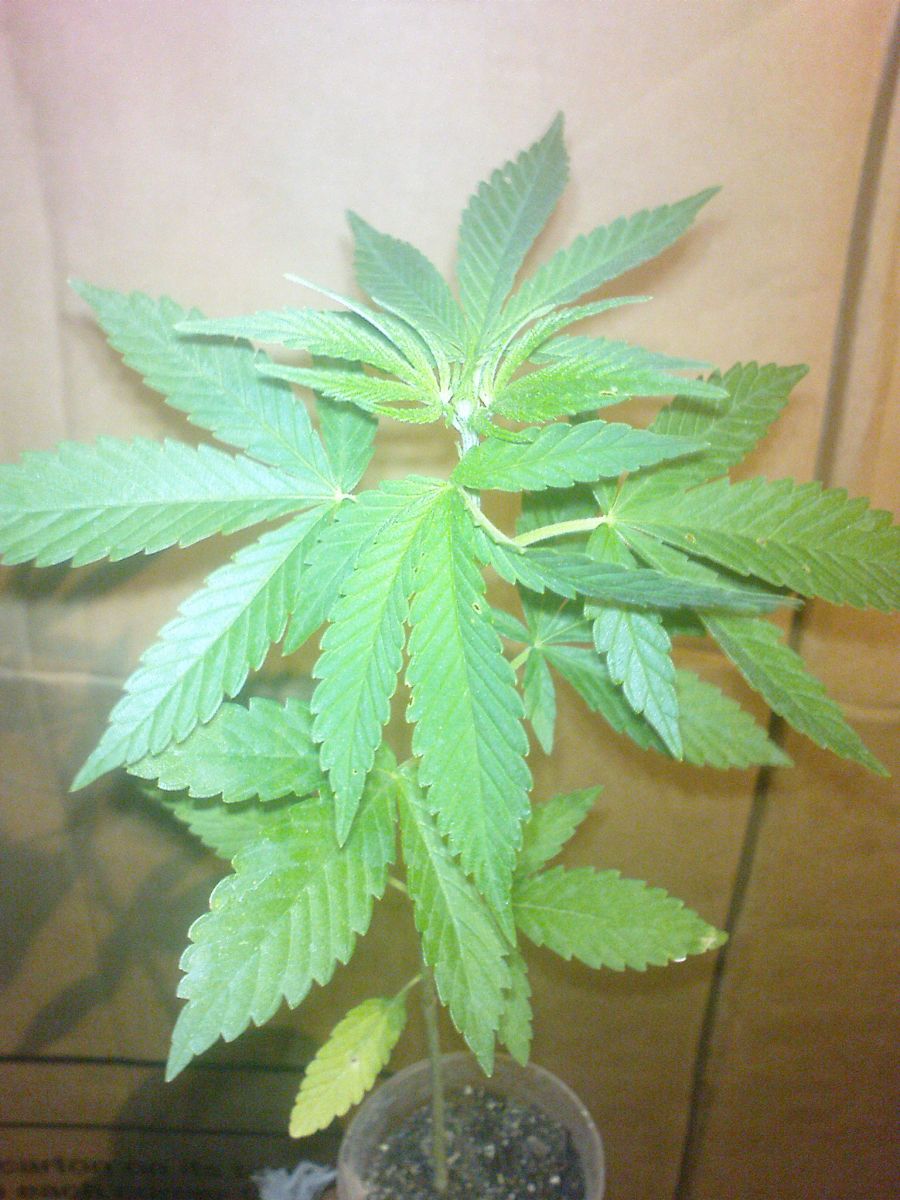 White Russia special2