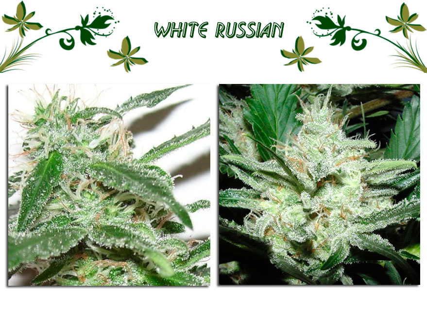 White Russian сорт