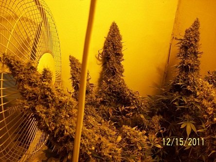 White Russian