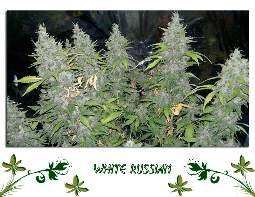 White Russian
