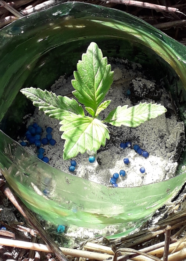 White Widow FAST Feminised Seeds from (Seedsman)