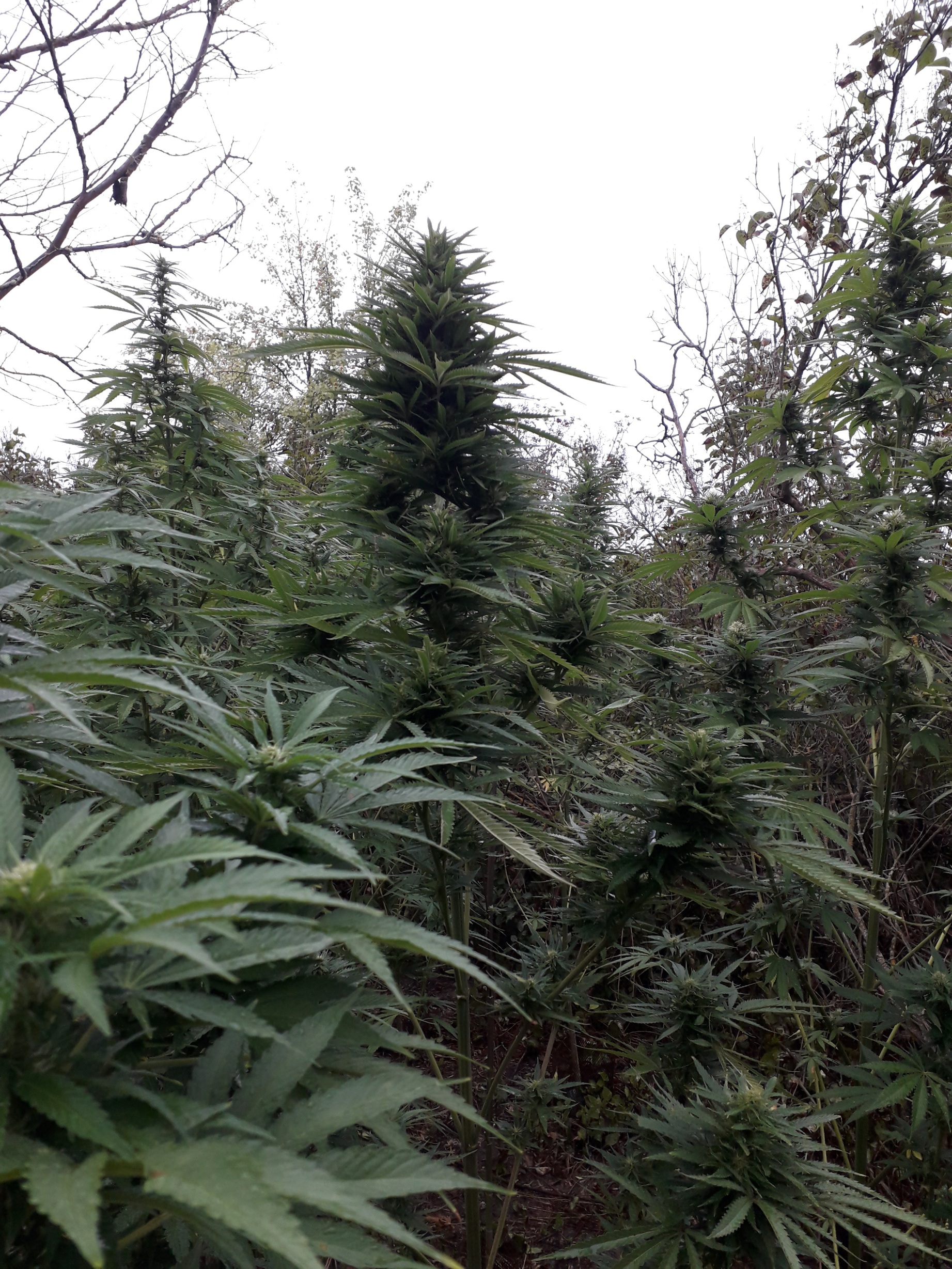 White Widow Feminised Seeds from (Seedsman).