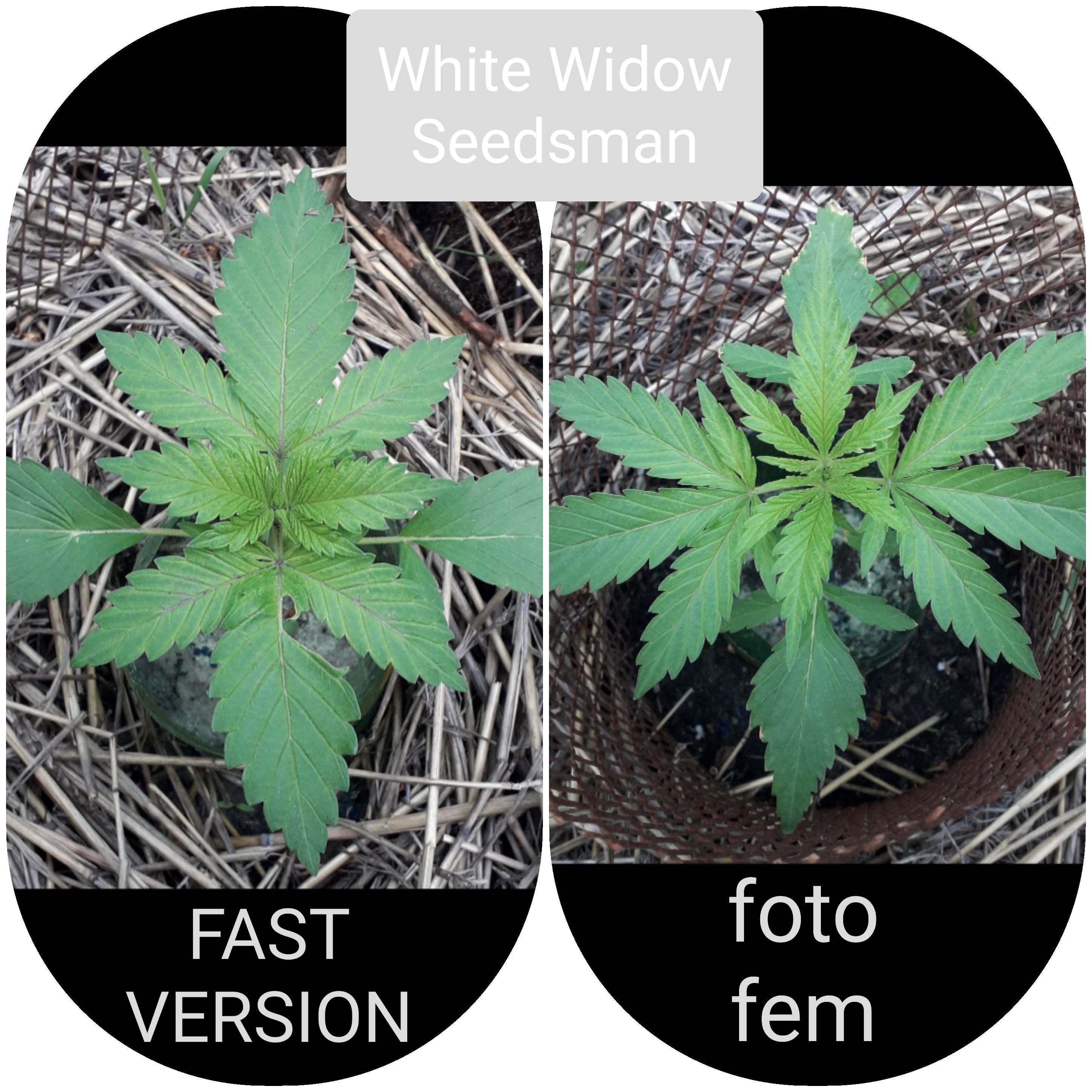 White Widow(Seedsman)