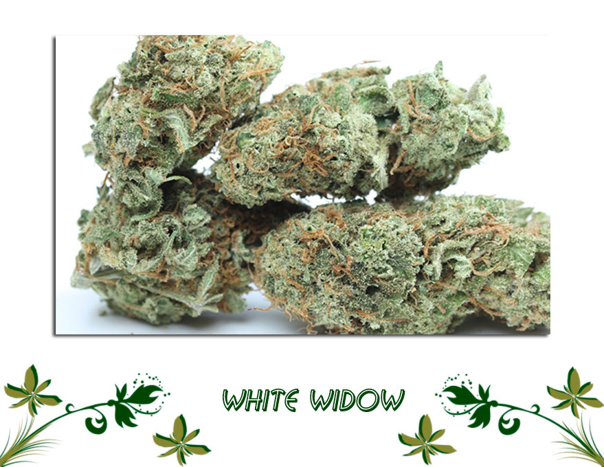 White Widow сорт марихуаны