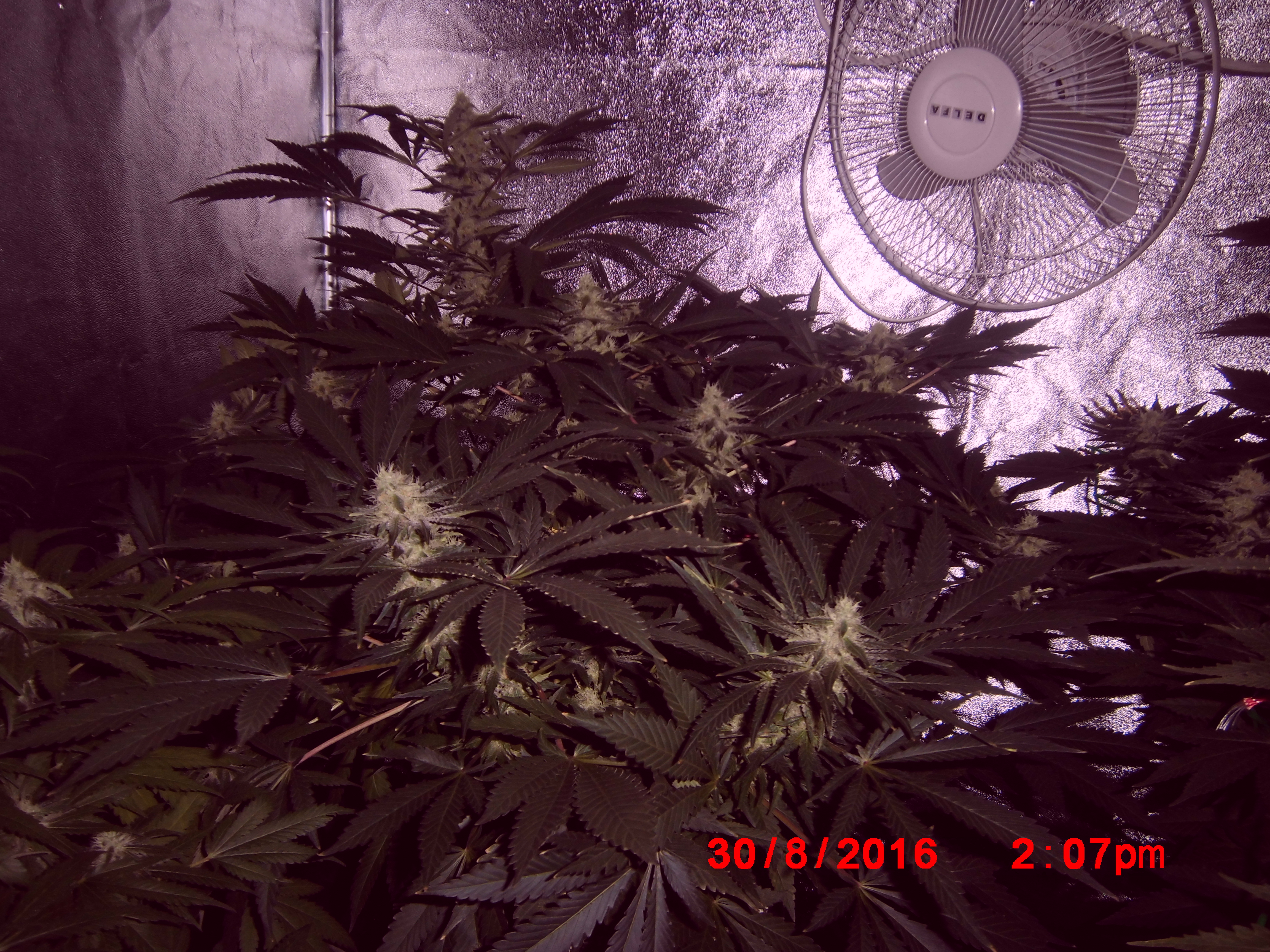 White Widow