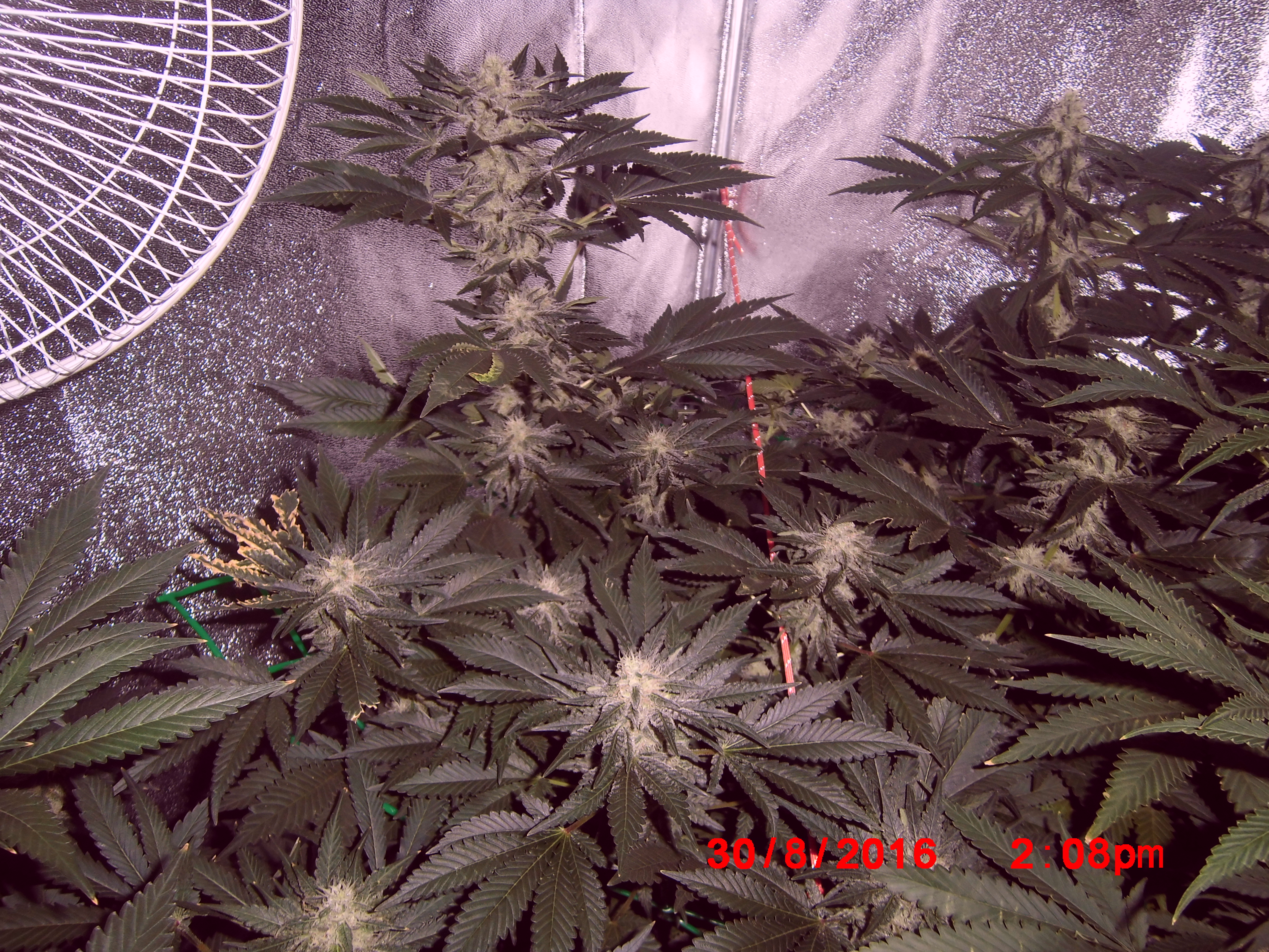 White Widow