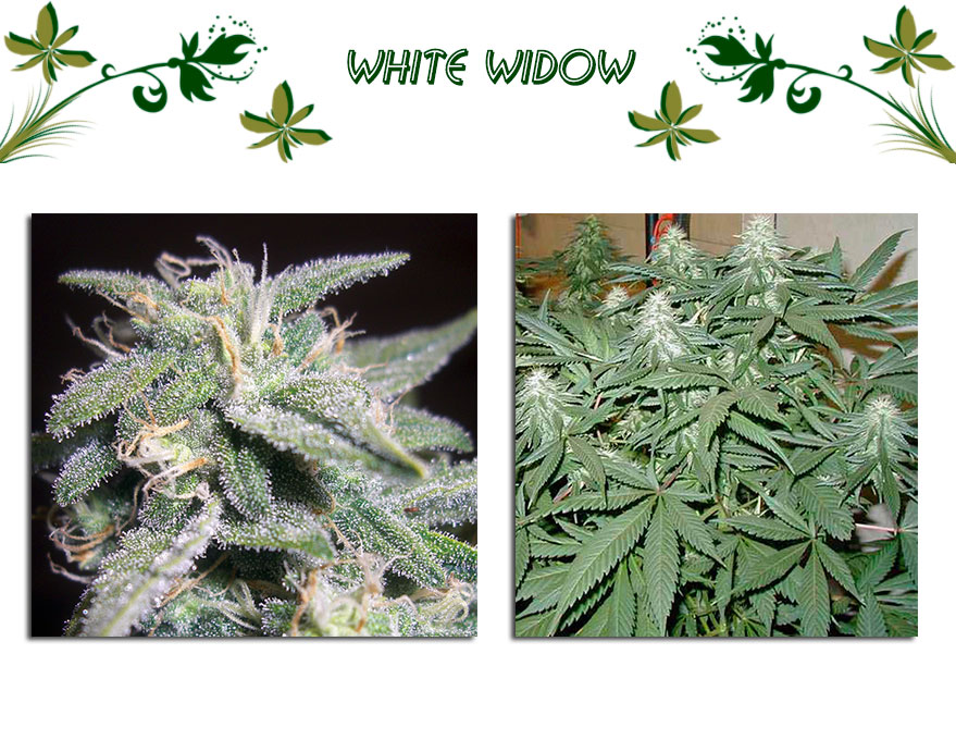 White Widow