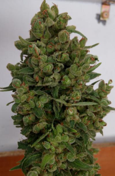 Whiteberry
