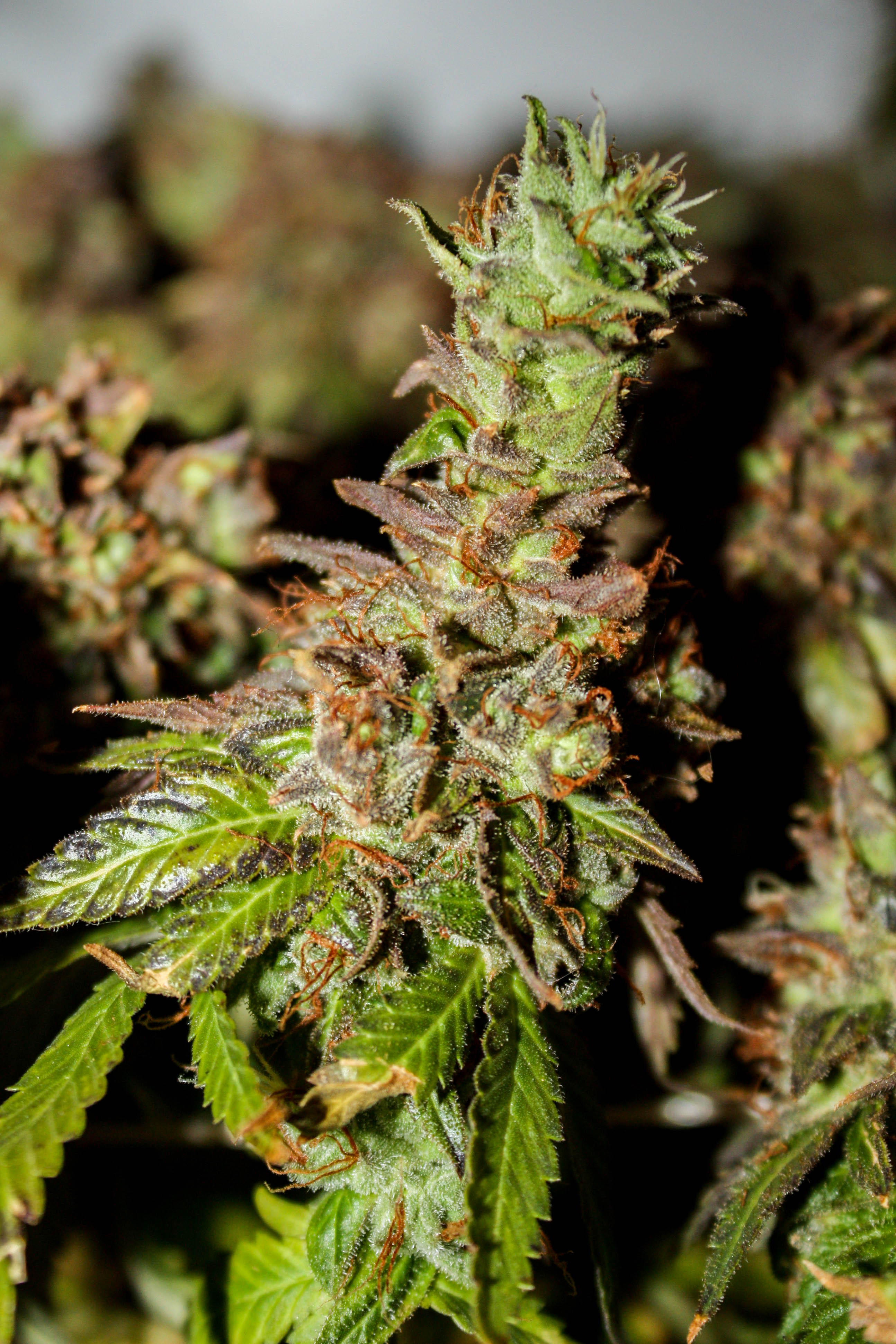 Харвест 5